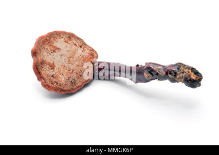 Lingzhi fungo o reishi, Ganoderma lucidum Foto Stock