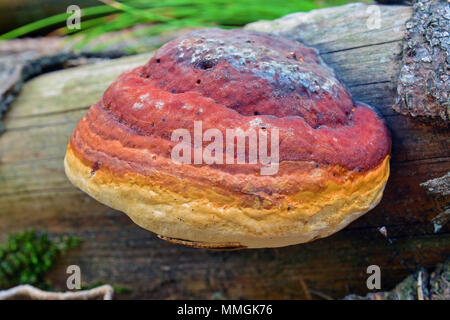 Fomitopsis pinicola fungo, noto come il nastro rosso conk Foto Stock
