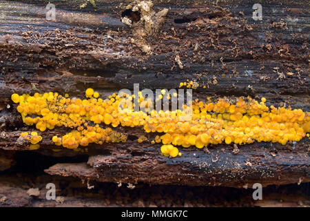 Bisporella citrina fungo, noto come il limone discoteca e fata giallo cup Foto Stock