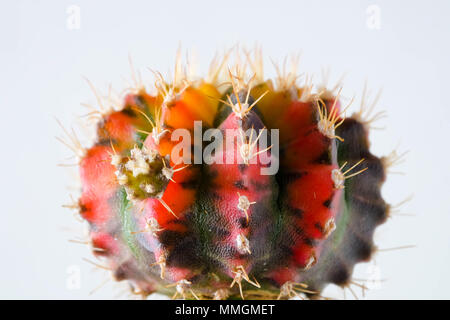 Succulente e cactus in vasi di calcestruzzo su sfondo bianco sul ripiano Foto Stock