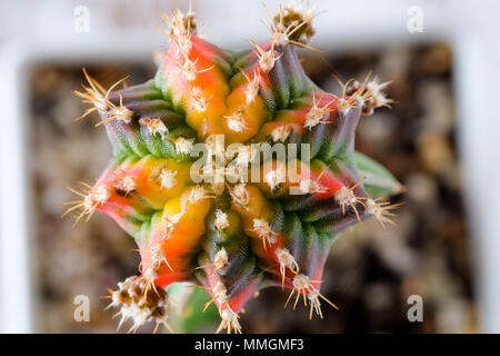 Succulente e cactus in vasi di cemento sul ripiano Foto Stock