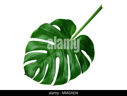 Foglie tropicali monstera isolati su sfondo bianco Foto Stock