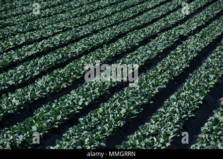 Gli spinaci crescente campi, campi agricoli, Calasparra,Murcia,Spagna Foto Stock