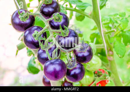 Fresca cimelio viola i pomodori sulla vite in un giardino Foto Stock