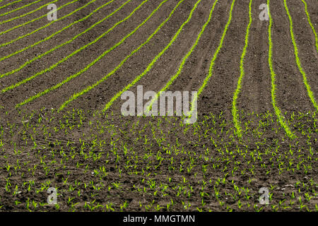 Righe di germogli di mais inizio a crescere. Piantine di mais in crescita in campo in primavera. Foto Stock