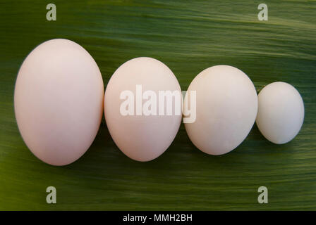 Uova di uccelli diversi: oche, anatre, pollo e piccione giacere in una fila in dimensioni sulla foglia verde dell'impianto. Foto Stock