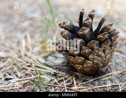 Il vecchio pino cono giacente sul suolo della foresta Foto Stock