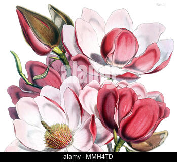 . Magnolia campbellii fiori. Didascalia originale: 'Piastra IV. Campione di fioritura della Magnolia Campbellii. Fig. 1. Fiore con la cade rimossa, che mostra la stami e spike di ovaie. 2. Stami. 3. Lo Stigma :-ingrandite. . Pubblicato 1855. Cathcart, John Fergusson (1802 - 1851) Bella Magnolia campbellii fiori Foto Stock