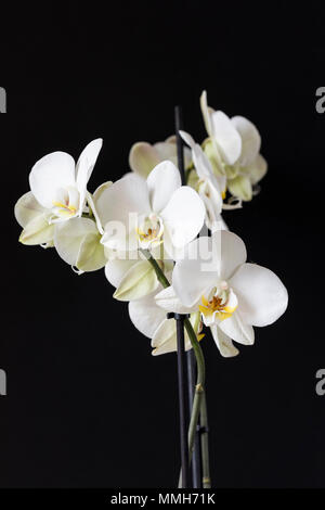 Primo piano di un'orchidea Phalaenopsis bianca (Moth Orchid) isolata su sfondo nero Foto Stock