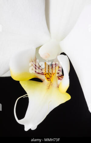 Primo piano di un orchidea bianca phalaenopsis isolato su uno sfondo nero Foto Stock