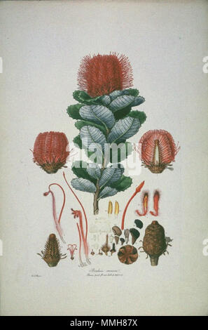 . Questa è una scansione della lastra 3 da Ferdinand Bauer Illustrationes Florae Novae Hollandiae. La pianta è in primo piano Banksia coccinea (Scarlet Banksia). . Inizio del XIX secolo. Ferdinand Bauer (1760-1826) 71 Banksia coccinea (raccolto) Foto Stock