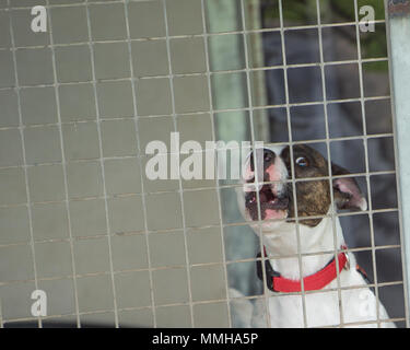 American XL bullo Foto Stock