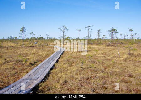 Soomaa National Park aka terra di paludi nel centro di Estonia, selvatici zone umide area che è accessibile solo su passerelle che portano gli escursionisti attraverso le paludi Foto Stock