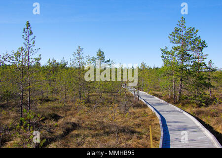 Soomaa National Park aka terra di paludi nel centro di Estonia, selvatici zone umide area che è accessibile solo su passerelle che portano gli escursionisti attraverso le paludi Foto Stock