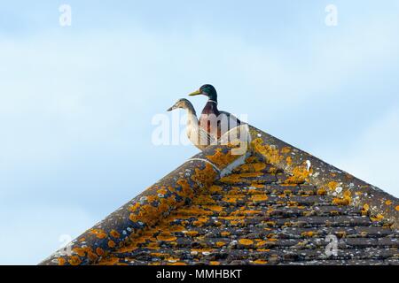 Una coppia di le anatre bastarde arroccato sulla sommità di un tetto a falde inclinate Foto Stock