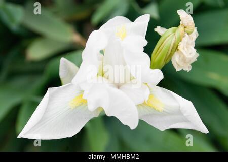 Iris germanica è il nome accettato per una specie di piante da fiore in famiglia Iridaceae comunemente noto come il barbuto iris o il tedesco iris Foto Stock