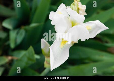 Iris germanica è il nome accettato per una specie di piante da fiore in famiglia Iridaceae comunemente noto come il barbuto iris o il tedesco iris Foto Stock