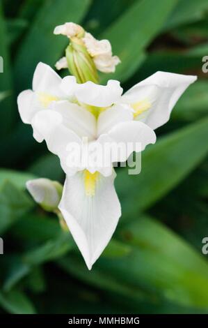 Iris germanica è il nome accettato per una specie di piante da fiore in famiglia Iridaceae comunemente noto come il barbuto iris o il tedesco iris Foto Stock