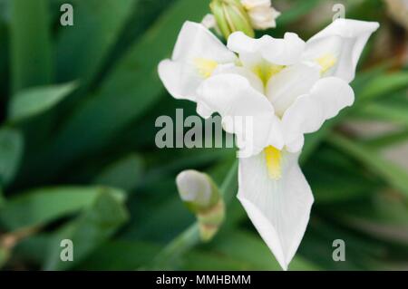 Iris germanica è il nome accettato per una specie di piante da fiore in famiglia Iridaceae comunemente noto come il barbuto iris o il tedesco iris Foto Stock