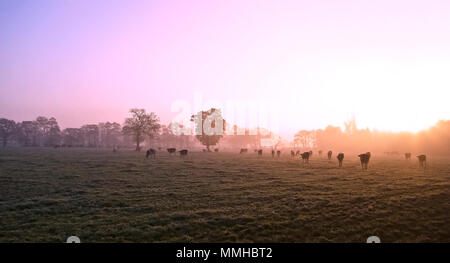 Vacche all'alba Foto Stock