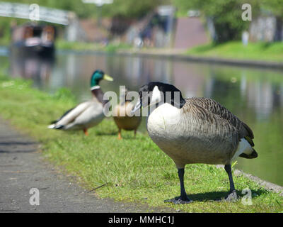 Anatre in Birmingham canal Foto Stock