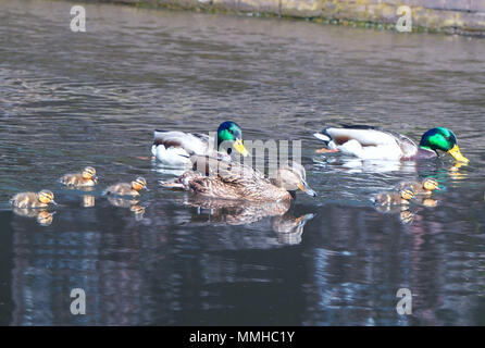 Anatre in canali di Birmingham Foto Stock