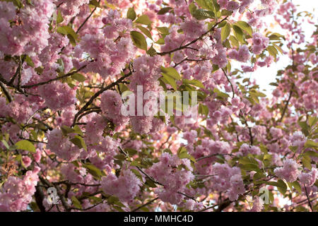 Sakura. Cherry Blossoms Japan. Rosa primavera sbocciano i fiori sullo sfondo. Foto Stock
