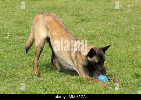 Pastore belga Malinois cane che nibbles un giocattolo a sfera Foto Stock