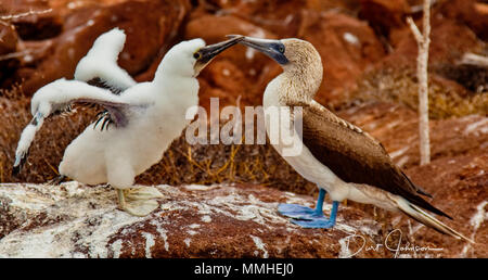 La madre e il Bambino Blue-Footed sule sulla Grand Seymore isola, isole Galapagos, Ecuador Foto Stock