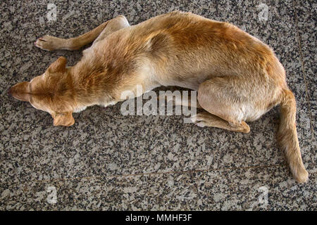 Cane randagio sul marciapiede, vista dall'alto. Salvataggio e ricoveri per animali senza tetto. Fatto a casa di imbarco per i cani. Concetto: noi siamo responsabili per gli animali, compa Foto Stock