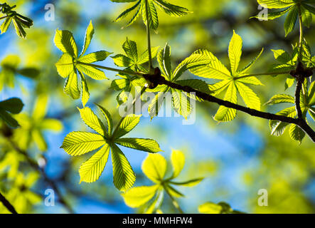 Telaio traslucido di ippocastano textured foglie verdi nel retro illuminazione sul cielo blu sullo sfondo Foto Stock