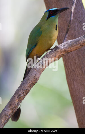 Motmot convulsa (Momota subrufescens argenticinctus), precedentemente incluso in Blu-crowned Motmot (Momotus momota) Foto Stock