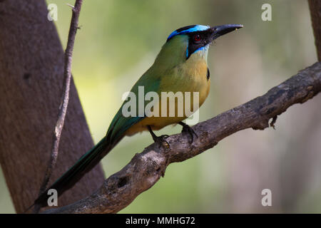 Motmot convulsa (Momota subrufescens argenticinctus), precedentemente incluso in Blu-crowned Motmot (Momotus momota) Foto Stock