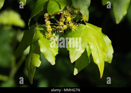 Acero campestre (Acer campestre) Fiori, semi e foglie fresche Foto Stock