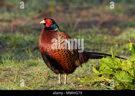 Anello maschio colli (Fagiano Phasianus colchicus) Foto Stock