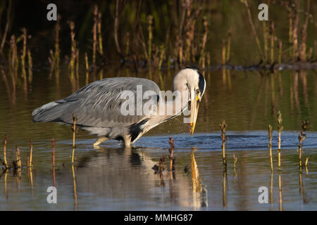 Airone cinerino (Ardea cinerea) cattura un piccolo pesce Foto Stock