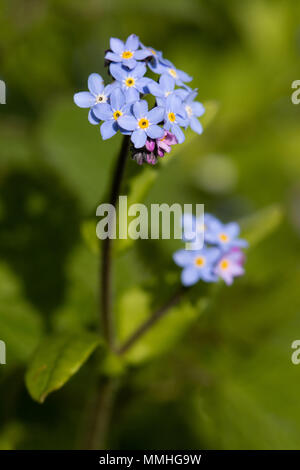 Campo "non ti scordar di me" (Myosotis arvense) fiore Foto Stock