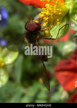 Hover volare su giallo stame-de fiore rosso (Helianthemum) Rock/Sun rose (Cistaceae) macro close up Foto Stock