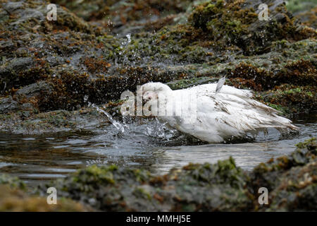 British Overseas territorio della Georgia del Sud, Cooper Bay. Snowy sheathbill aka giallo-fatturati sheathbill (Wild: Chionis alba) prendere un bagno. Foto Stock