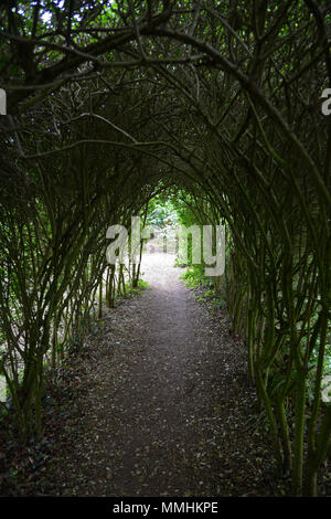 Tunnel di alberi a Coton Manor, Northamptonshire Foto Stock