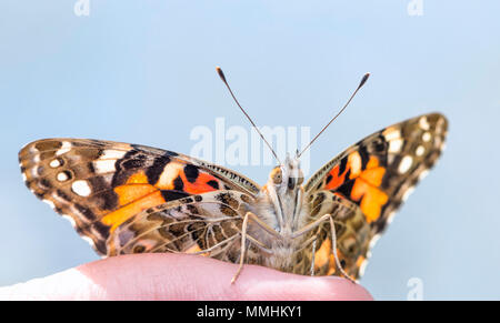 Dipinto di lady butterfly Vanessa cardui seduto su un dito di persone con ali aperte, su uno sfondo blu. Foto Stock