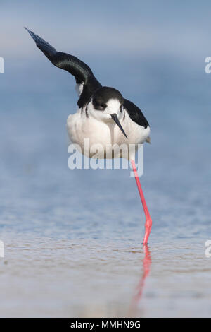 Black-winged Stilt (Himantopus himantopus), maschio adulto in una strana posa Foto Stock