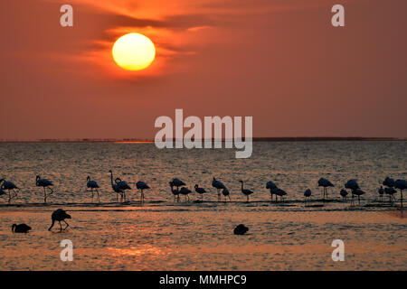 Un gregge di maggiore i fenicotteri, Phoenicopterus roseus, al tramonto sulla laguna di Walvis Bay, Namibia Foto Stock