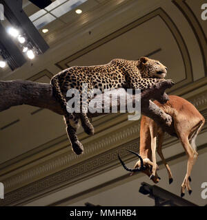 Esempio di tassidermia di leopard con una piccola antilope preda in mostra presso lo Smithsonian, il Museo Nazionale di Storia Naturale, Washington DC, Stati Uniti d'America Foto Stock