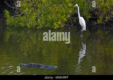 Grande airone bianco, Ardea alba, osserva un American alligator Alligator mississippiensis, Everglades National Park, Florida, Stati Uniti d'America Foto Stock