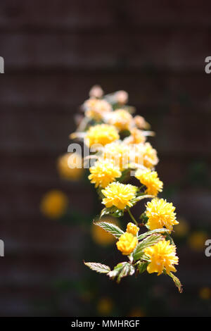 Giallo Kerria Japonica 'Plenifora' fiori emergente dal recinto ombreggiato in sole primaverile Foto Stock