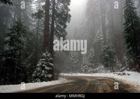 Strada di Sequoia National Park in inverno, CALIFORNIA, STATI UNITI D'AMERICA Foto Stock