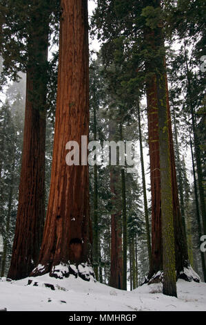 Sequoia gigante alberi, Sequoiadendron giganteum, durante l'inverno, il Sequoia National Park, California, Stati Uniti d'America Foto Stock