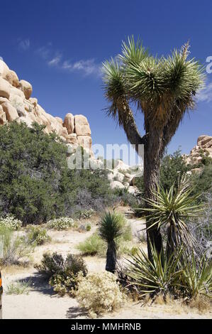 Paesaggio dal Nantional Park : Joshua Tree, deserto californiano, Stati Uniti d'America Foto Stock