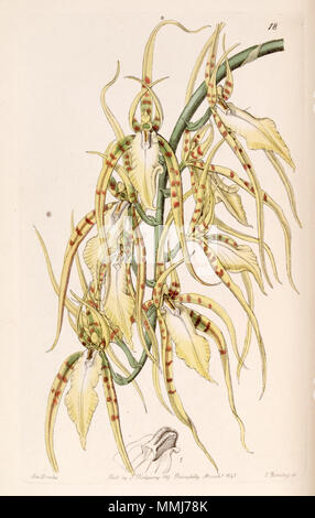 . Brassia cochleata (come syn. Brassia lawrenceana) . 1841. Miss Drake (1803-1857) del. , G. Barclay sc. Brassia cochleata (come Brassia lawrenceana) - Edwards vol 27 (NS 4) pl 18 (1841) Foto Stock